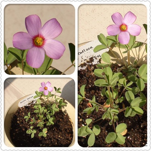 Oxalis callosa_����.jpg
