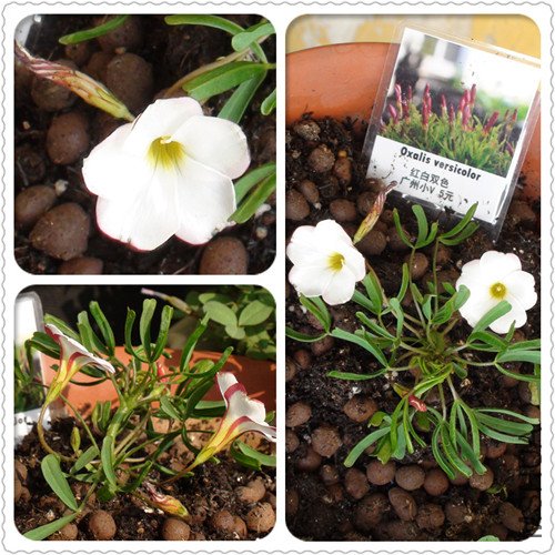 Oxalis versicolor_����.jpg