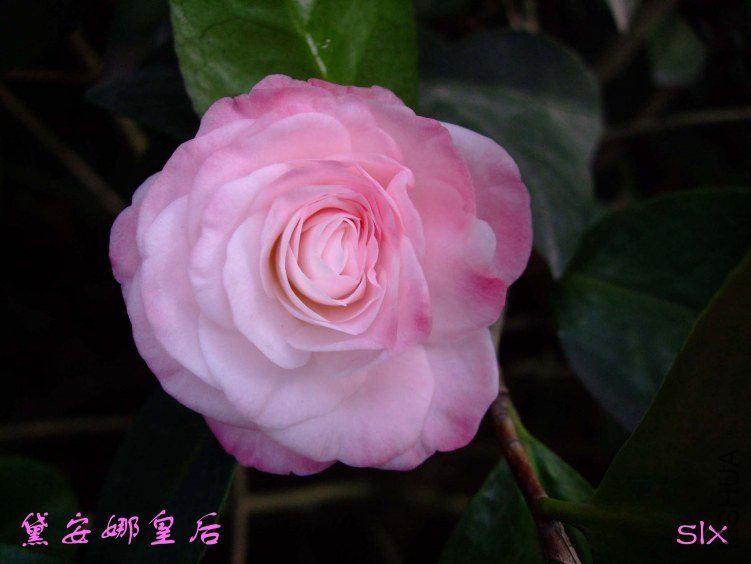 �찲�Ȼʺ� 2011-12-25 (2).jpg