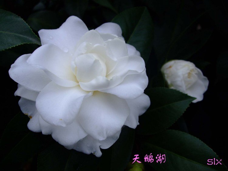 ���� 2011-12-25(1).jpg