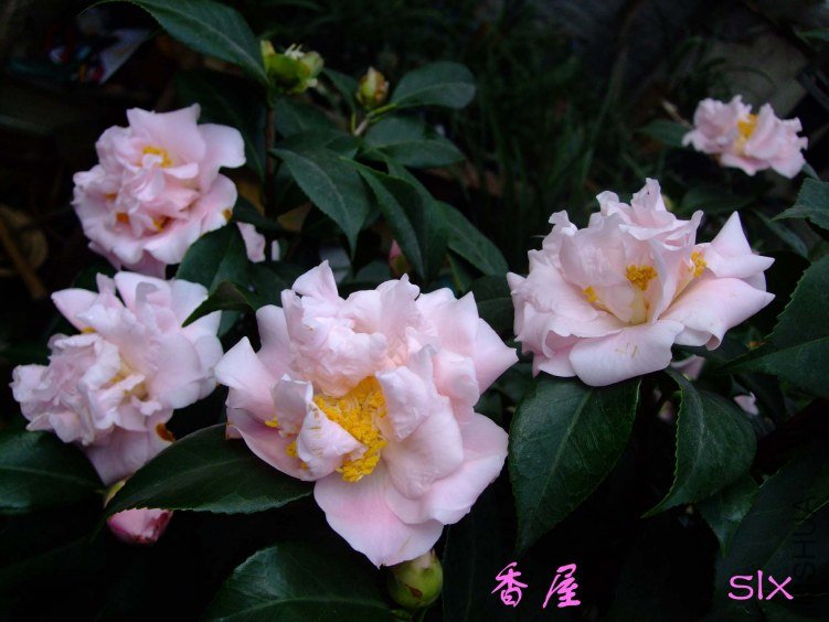 ���� 2011-12-25(2).jpg