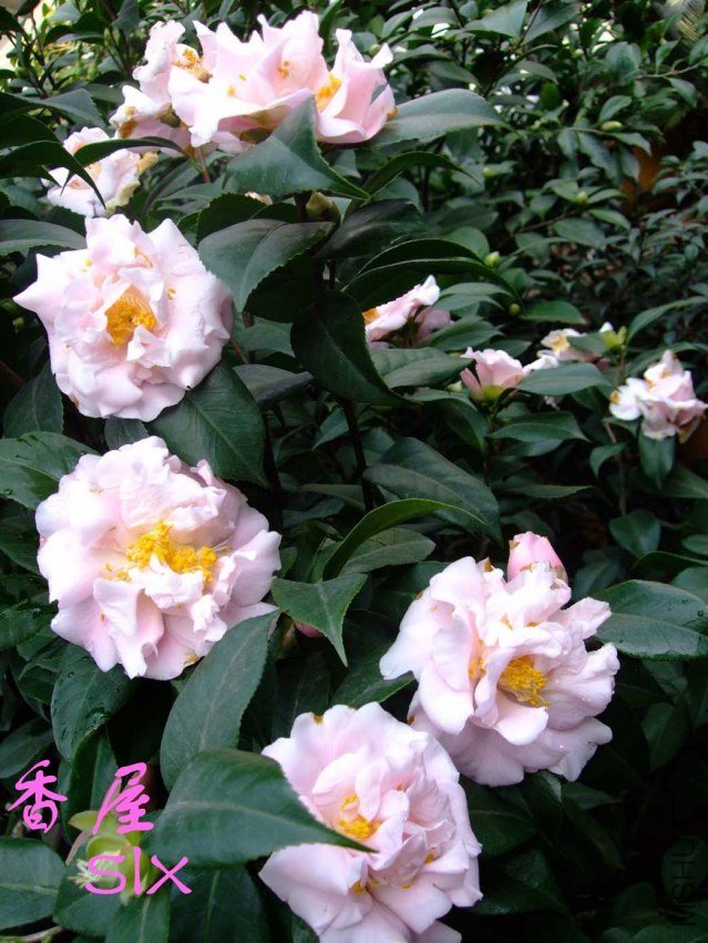 ���� 2011-12-25(1).jpg