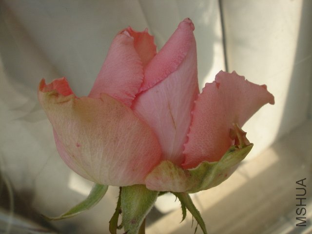 DSC04050.JPG