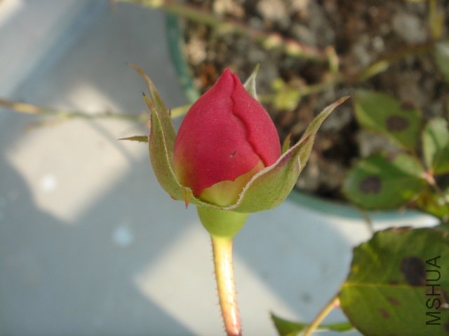 DSC04051.JPG