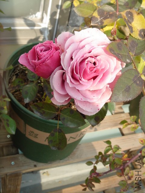 DSC04052.JPG