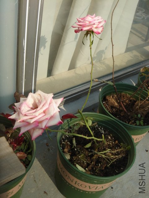 DSC04054.JPG