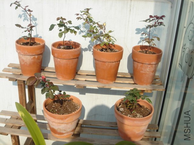 DSC04063.JPG
