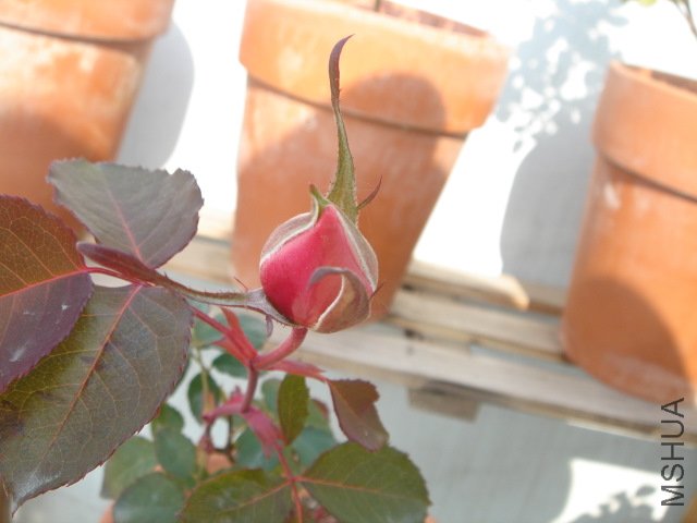 DSC04064.JPG