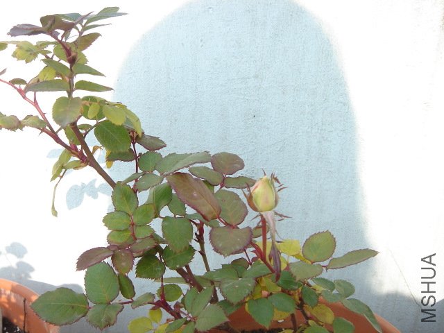 DSC04066.JPG