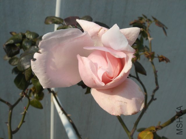 DSC04068.JPG