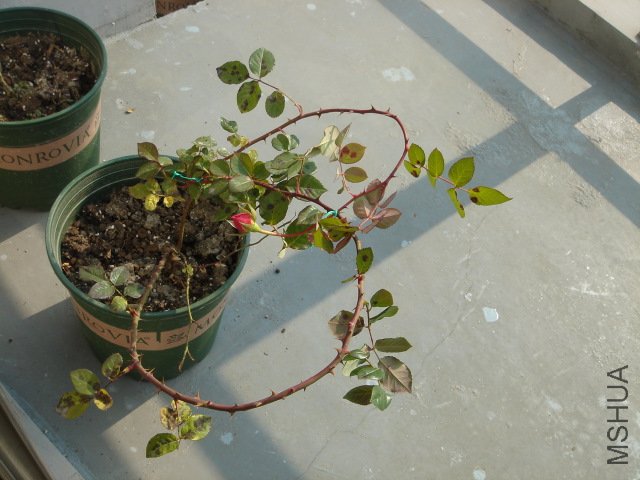 DSC04070.JPG