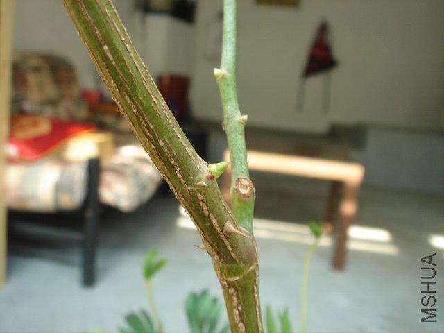 DSC04073.JPG