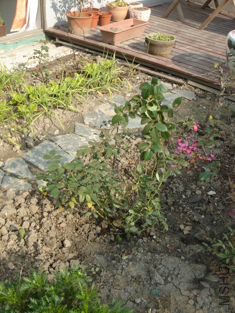 DSC04083.jpg