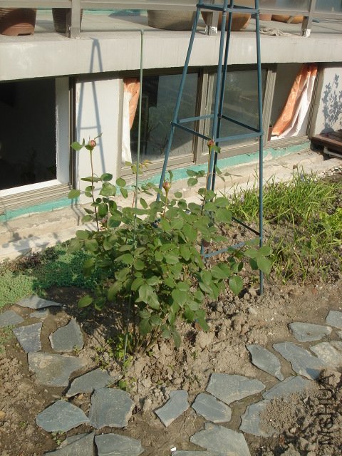 DSC04082.jpg