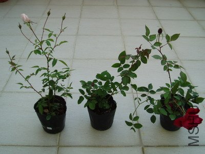 P1010106_��С��С.JPG