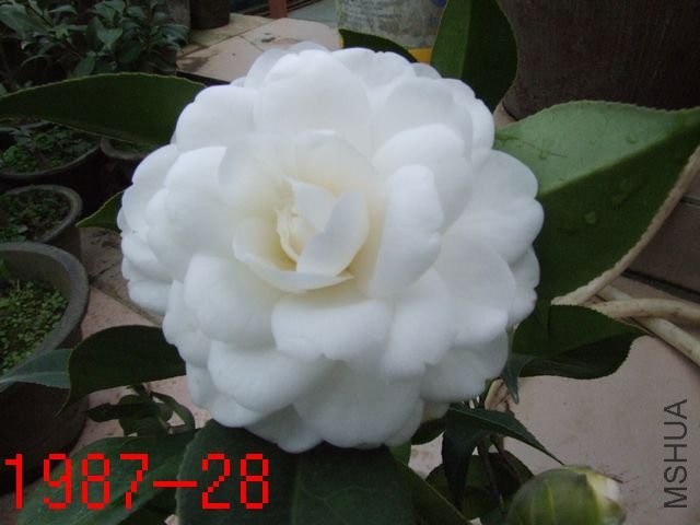 DSCF2416.JPG