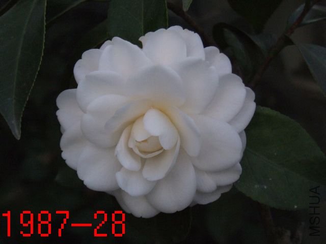 DSCF2660.JPG