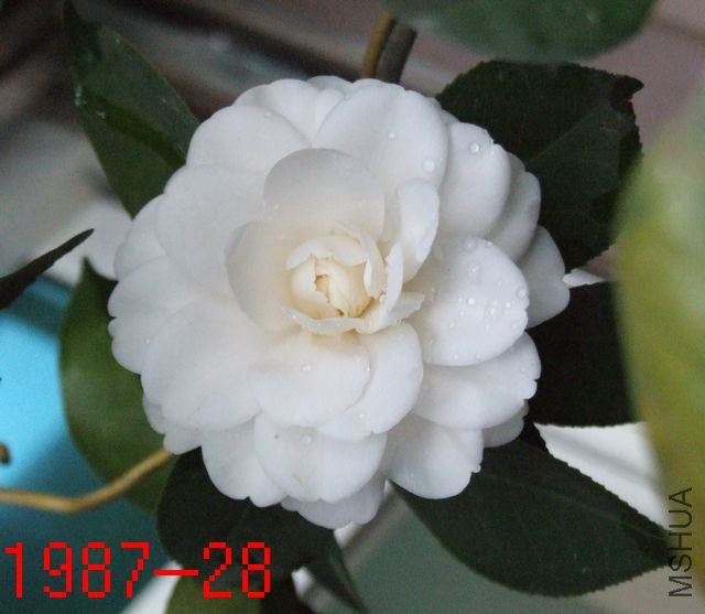 DSCF2688.JPG