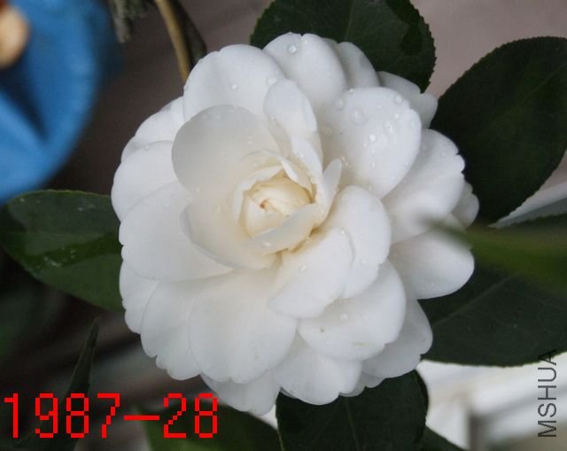 DSCF2689.JPG