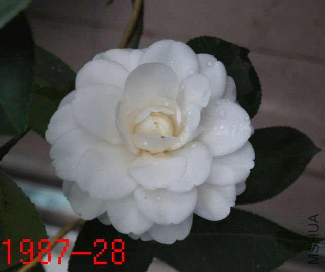 DSCF2693.JPG