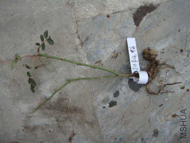 DSC02975.JPG