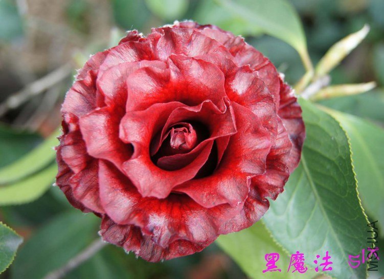 ��ħ�� f.jpg