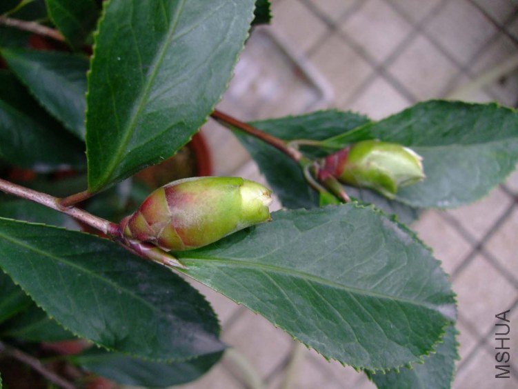 ��Ƭ2011-12-27f 00411.jpg