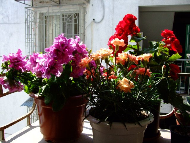 DSCF0472.JPG