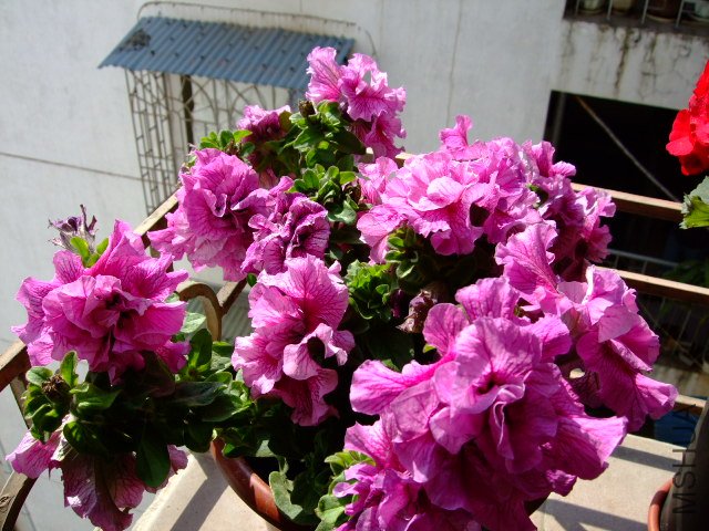 DSCF0476.JPG