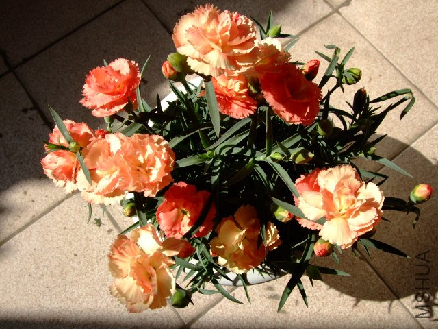 DSCF0473.JPG
