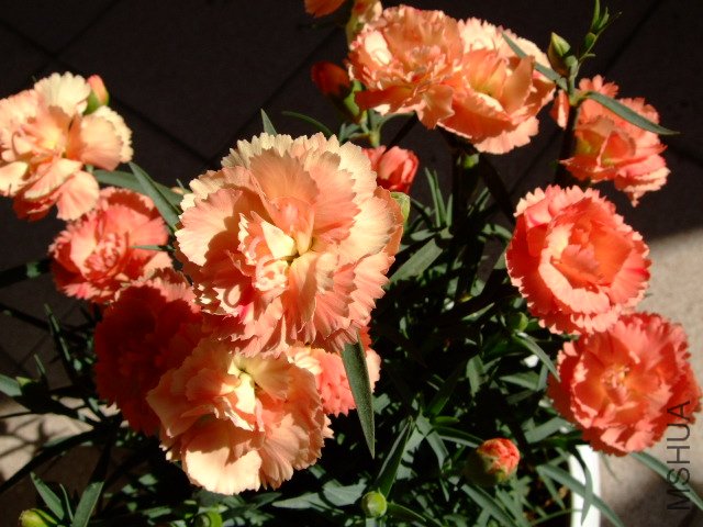 DSCF0474.JPG