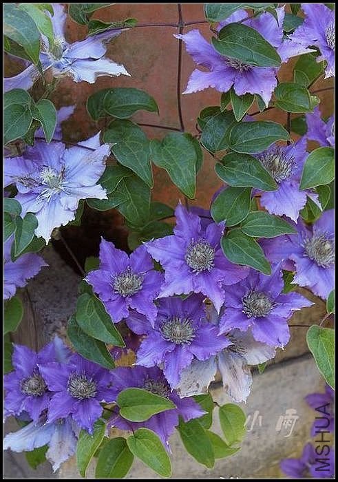 ơ�ƣ�Bijou)