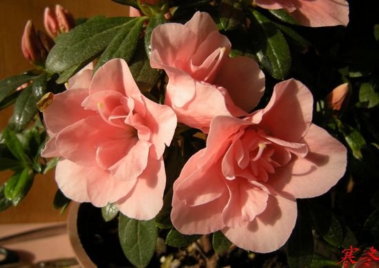DSCN3487.jpg