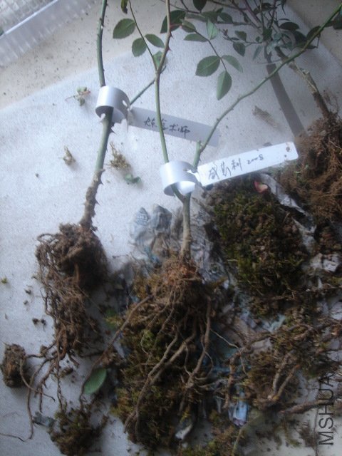 DSC04103.JPG