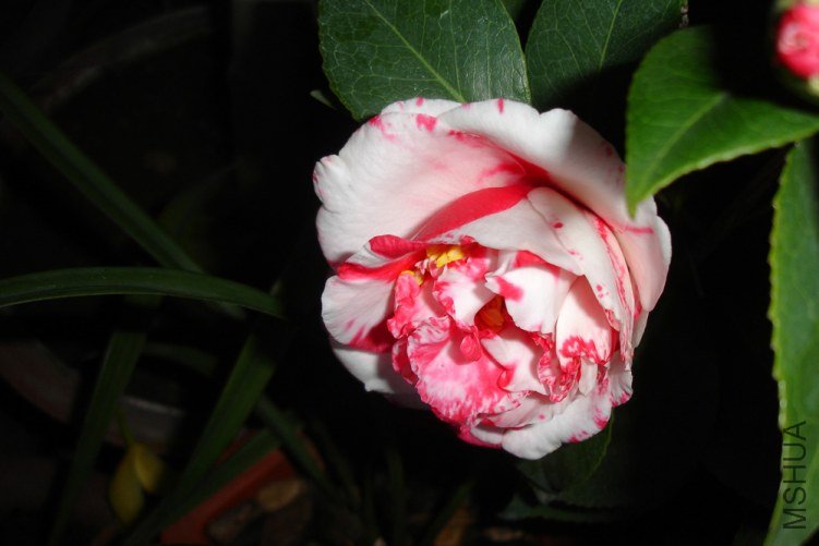 DSC09436.jpg
