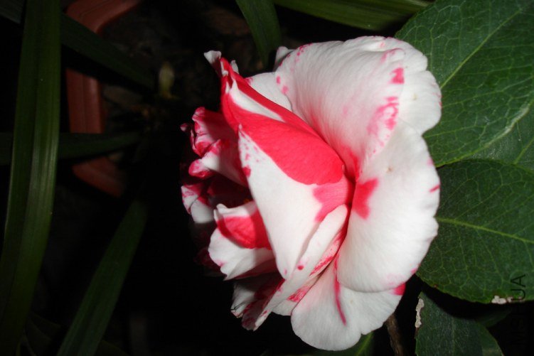 DSC09450.jpg