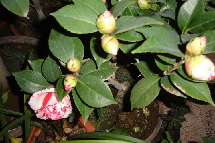 DSC09439.jpg
