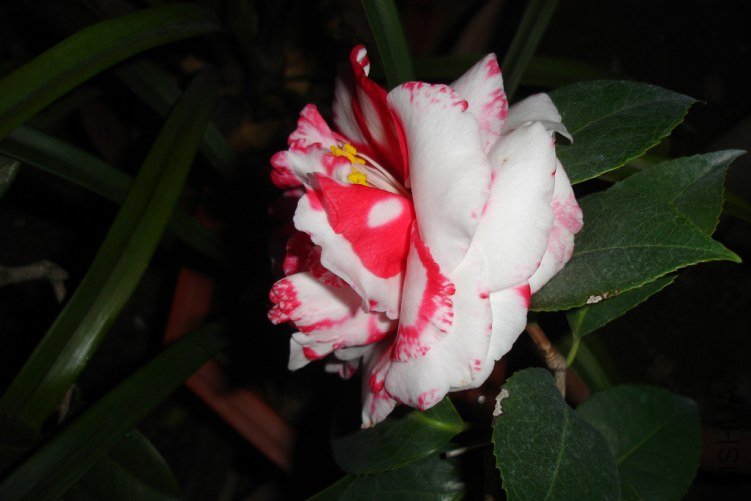 DSC09466.jpg