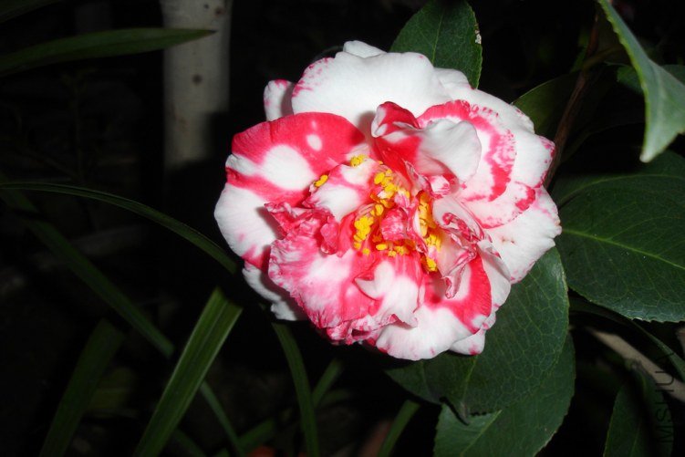 DSC09467.jpg