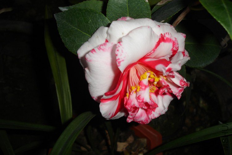 DSC09468.jpg