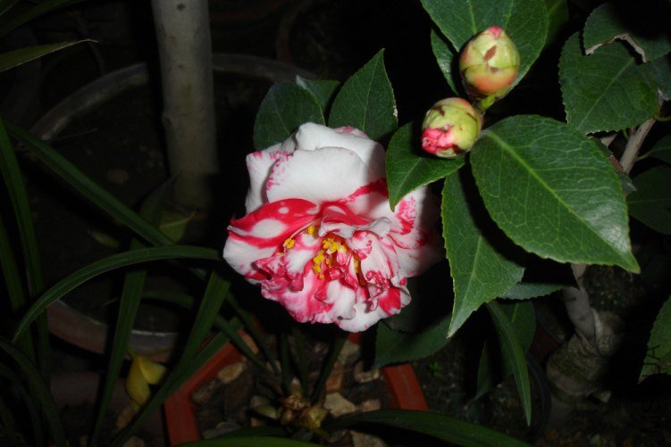 DSC09471.jpg
