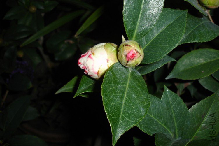 DSC09473.jpg