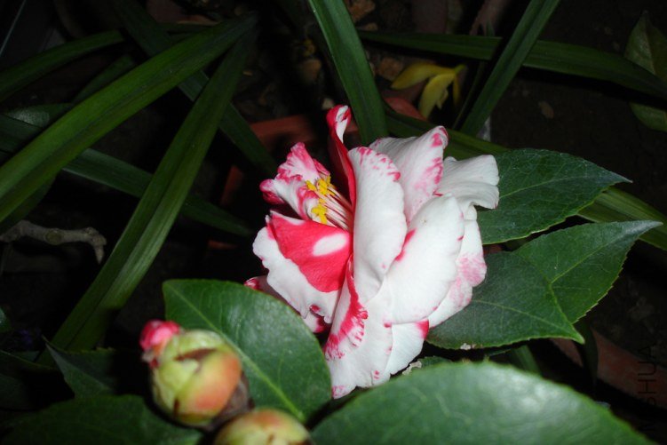 DSC09476.jpg
