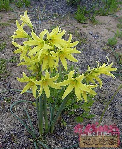 Rhodophiala bagnoldii ��ũ����.jpg