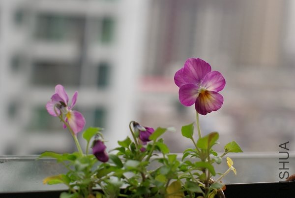 IMGP4087.JPG