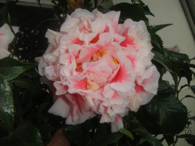 DSC02047.JPG
