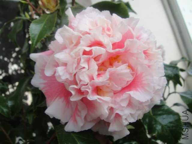 DSC02049.JPG