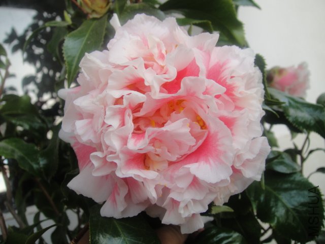 DSC02050.JPG