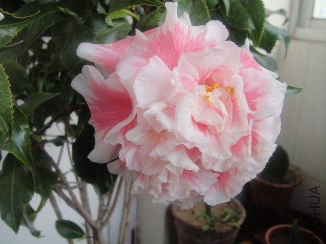 DSC02051.JPG