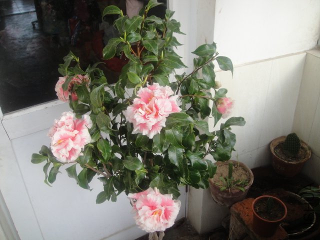 DSC02052.JPG